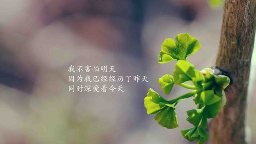 将来承上启下的优美句子