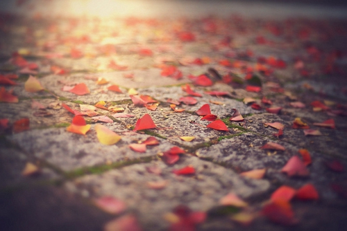 桃花依旧好好什么歌词 桃花依旧好好什么歌词