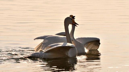 对喜欢的女孩表白的话