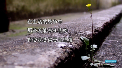 十一是什么声音的歌